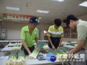 大安農會二十五日舉辦青蔥評鑑比賽，二十四位蔥農參加，競爭激烈，結果農友陳源明蟬聯特等獎。（記者陳榮昌攝）