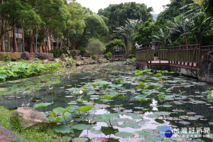 至德園荷花池（圖／臺北市政府工務局公園路燈工程管理處提供）