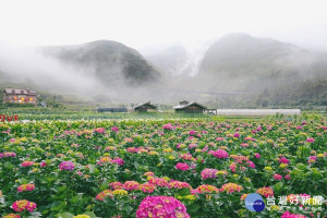 財福繡球花（圖／北投區農會提供）