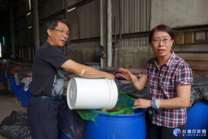 慈濟志工廖乾雨跟太太周慈蕙回收菜市場、水果攤不要的菜渣果皮，製作成黃金色澤的有機環保酵素。