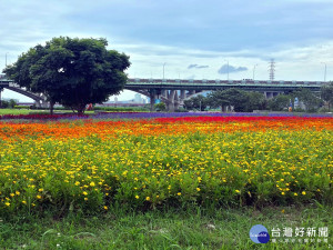 位於江翠礫間水岸公園內用花草打造的步道地景，近期花海盛開，成為板橋新的美景。（圖／記者黃竹佑攝）