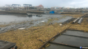 端午節豪陣雨協助第五河川局清理朴子溪大量布袋蓮，東石漁港遭殃