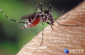 外出注意防蚊（圖／pixabay）