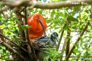 紅鹮雛鳥「趴趴走」　保育員以為「失蹤」了（圖／台北市立動物園）