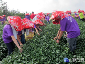 弓鞋國小畢業班同學採茶初體驗。（ 記者扶小萍攝）