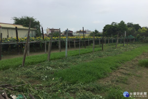 延宕數十年的佳里區五號公園至今未開闢，多數雜草欉生，部份則民眾搭棚栽種絲瓜等菜園。(圖/記者黃芳祿攝) 