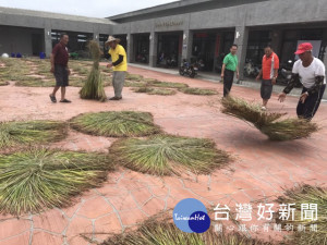 大甲區西岐里種植藺草成熟，西岐國小編織班學生與收割同樂。農民

熟練的摔藺草成圓型暴曬，手法很難得一見。（記者陳榮昌攝）
