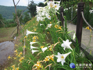 台北市內湖區白石湖社區同心池畔，百合花與金萱花競相綻放，妝點林間，引人趨前觀賞。（圖／臺北市政府工務局大地工程處提供）