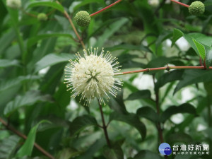 盛開的風箱樹花朵（圖／台北市政府工務局公園路燈工程管理處提供）