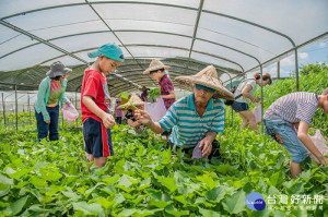 阿公教我採好吃的地瓜葉（圖／屏東縣政府社會處提供）