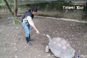 動物科學家體驗營　怎麼讓230公斤象龜「龜速」回家？