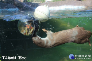 水獺（圖／台北市立動物園提供）