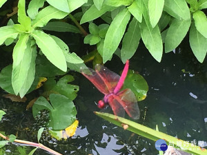 紫紅蜻蜓雄蟲（圖／台北市政府工務局公園路燈工程管理處提供）