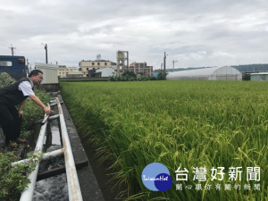 梅雨季連續下了多天大豪雨。大甲區長劉來旺、十五日到田區查看

農作物，對地方農田排水系統發揮疏導功能，確能達到保障農作物安
全，感到十分欣慰。（記者陳榮昌攝）