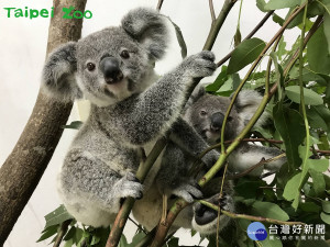 無尾熊寶寶搬到男生宿舍（圖／台北市立動物園提供）