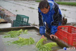 臺南佳里區菜農蔡福德一大早冒雨清洗空心菜準備到菜市場販售。（圖／記者黃芳祿攝）