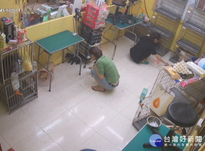 美容師惡意虐待店內的美容示範犬，以熱溶膠條毆打將該犬打到流血。（圖／動保處提供）