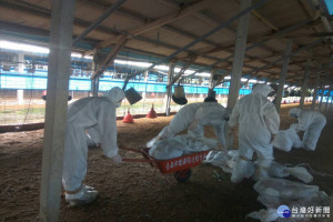 台南下營一處土雞場發生禽流感，動保處防疫人員今天完成撲殺和消毒作業。(圖/台南動保處提供)