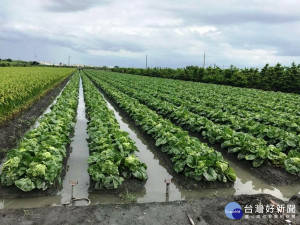 梅雨造成中部葉菜類產地成泡水菜　市場預估雨停菜價將跳空大漲