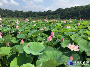 金山、淡水、雙溪、三峽及三芝等地荷花亭亭玉立，艷麗綻放美不勝收。（圖／記者黃村杉攝）