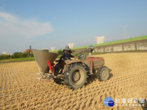 圖說: 農民施灑益菌肥，加速稻草腐化變成有機肥。