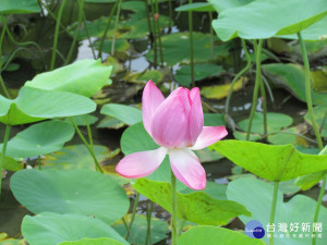 雨水讓大地雨露均霑荷花綻放　二水鄉農會邀民一同賞荷喝咖啡