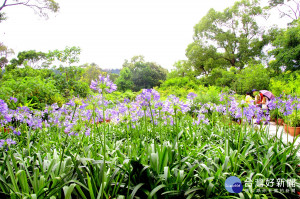 上山「走一夏」，倘佯藍紫色的浪漫花海，感受初夏氛圍。（圖／台北市政府工務局提供）