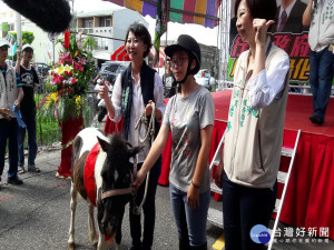 鄉親送一匹小馬祝「馬到成功」