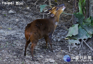 台北市立動物園亞洲熱帶雨林區內的山羌「女生宿舍」，近期發生野生公山羌未經許可私闖事件。（圖／台北市立動物園）