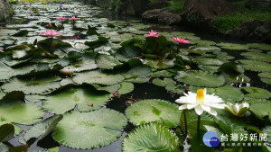 睡蓮美景（圖／台北市政府工務局提供）