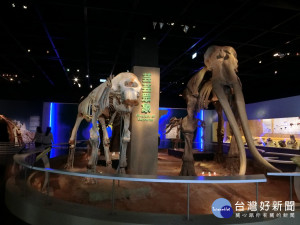 科博館的《象群特展》展出5大主題：「大象崛起」、「芸芸眾象」、「數字真象」、「象起象落」和「臺灣有象」。（記者賴淑禎攝）