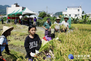 小朋友學習割稻，認識食物的源頭，並體驗農趣。