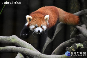 「美美」是兩年前出生四隻小貓熊中唯一的女生。（圖／台北市立動物園提供）