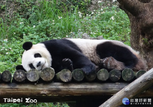 （圖／台北市立動物園提供）