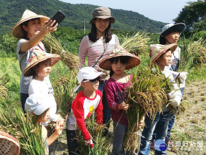 石門百年水梯田以友善耕作所種植的千歲米喜迎豐收，在地老農帶領學童、家長及老師收割稻米體驗。（圖／記者黃村杉攝）