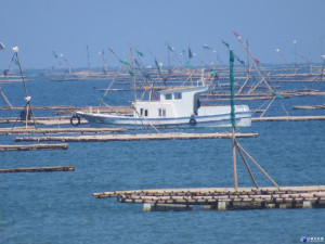 夏季水產養殖容易發生病害，嘉義縣政府籲請漁民加強夏季養殖管理！