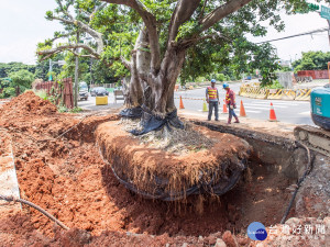 市府新工處運用「全樹型移植工法」，保護樹木根部不受損傷。