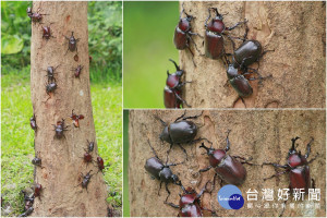 深溝水源生態園區光臘樹上的甲蟲家族。（圖／記者陳木隆攝）