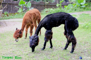 動物園羊駝換新裝　「龎克」造型帥到嫑嫑的