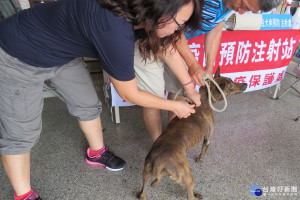 台南市動保處7月起至11月底在偏鄉及山區辦理免費狂犬病巡迴預防注家中犬貓。