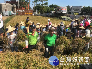 大安區三光國小五十餘位師生，十九日帶著歡悅心情，由市議 員吳

敏濟、農會總幹事蔡建宗等人陪同，下田收割稻穀。（記者陳榮昌攝

） 