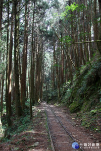 特富野古道及阿里山遊樂區辦理工作假期活動，生態古道親手作體驗樂趣找成就