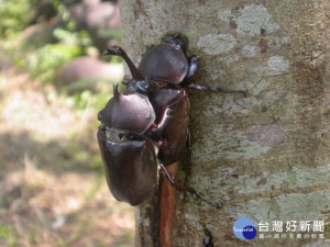 圖說:到東勢林場觀賞獨角仙、鍬形蟲，在樹幹上覓食、打鬥、求偶的自然生態景觀，是許多大、小朋友的最愛。（記者黃玿琮攝）