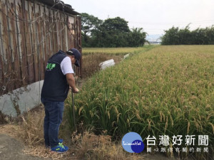 稽查人員前往種稻農地進行土壤採樣化驗 。