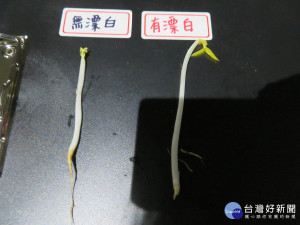 未漂白的豆芽菜呈黃色或棕色，而漂白過的豆芽菜，色澤光亮。（圖／衛生局提供）