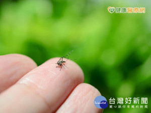 加強防蚊！　今年首例本土登革熱在高雄