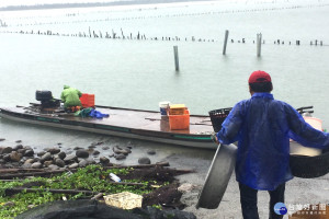 颱風天，台南七股潟湖盡是野生海產，網罟漁民準備好大臉盆等器具，準備接收老天爺賞的颱風大紅包。(圖/記者黃芳祿攝) 