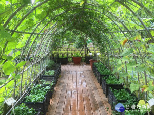 推動可食地景營造，仁愛公園有蔬菜綠廊隧道及多種不同種類的果樹。（圖／記者黃村杉攝）