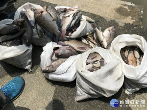 樹林地政事務所旁的鹿角溪中有200隻以上大小不一的死魚。（圖／記者黃村杉攝）