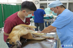 台南市動保處防疫人員為毛小孩結紮。(圖/動保處提供)